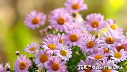 碰到网站抽查审核提不了款怎么办?揭秘真实解决服务技巧