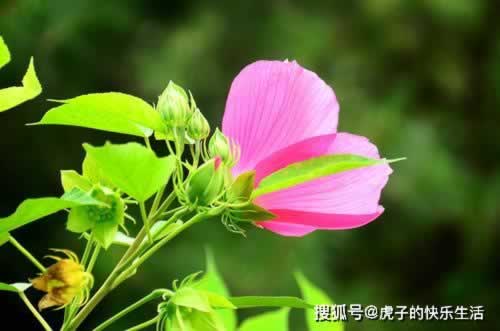网站平台赢了钱客服总说系统维护审核怎么办?揭秘网站必看避坑指南!怎样应对(图)