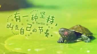 遭遇黑网困境:审核不给出款,揭秘背后的真相与应对之道