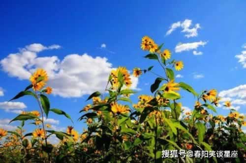 出黑藏分藏没了 战略思路(图)