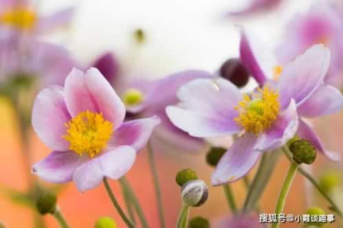 收到信息审核通过没有取款.自序（图）