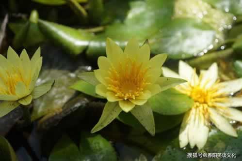 平台总说被黑还提不出款延迟 应对方法(图)