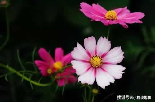 网络提款难题：揭秘“一直在处理中”的真相与应对策略可以帮你解决（图）
