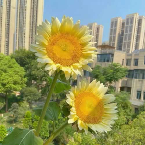 在黑平台上被黑怎么找人.文章慨括(图)